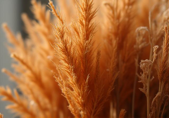 Close up of intricate dried flower textures including pampas and desert thistle